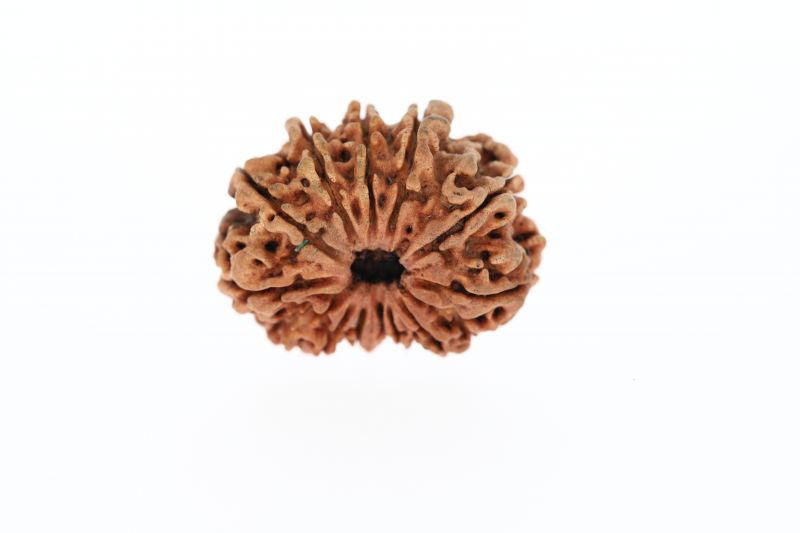Rudraksha 12 Mukhi Brown-2.42 Grams Weight-Origin-Nepal