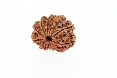 Rudraksha 12 Mukhi Brown-2.42 Grams Weight-Origin-Nepal