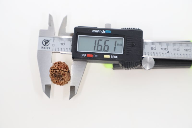 Rudraksha 12 Mukhi Brown-2.42 Grams Weight-Origin-Nepal