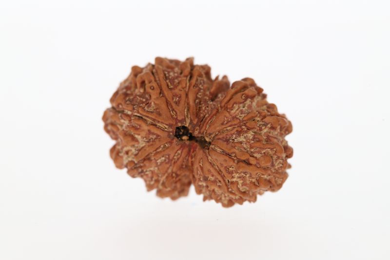 Rudraksha 12 Mukhi Brown-3.45 Grams Weight-Origin-Nepal