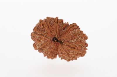 Rudraksha 12 Mukhi Brown-3.45 Grams Weight-Origin-Nepal