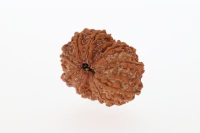 Rudraksha 12 Mukhi Brown-3.45 Grams Weight-Origin-Nepal