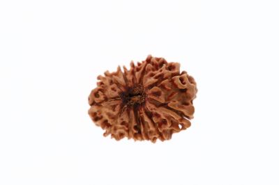 Rudraksha 12 Mukhi Brown-2.03 Grams Weight-Origin-Nepal