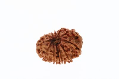 Rudraksha 12 Mukhi Brown-2.03 Grams Weight-Origin-Nepal