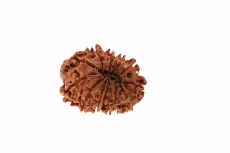 Rudraksha 12 Mukhi Brown-2.03 Grams Weight-Origin-Nepal