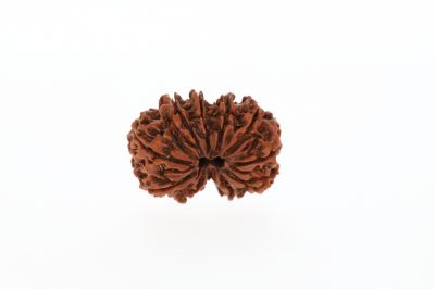 Natural Gaurishankar Rudraksha-3.91 Grams Weight-Origin-Nepal