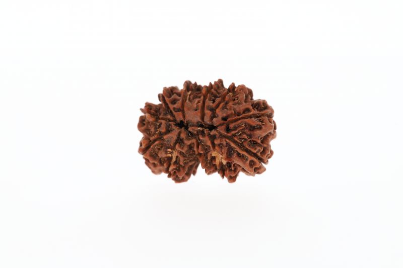 Natural Gaurishankar Rudraksha-3.91 Grams Weight-Origin-Nepal