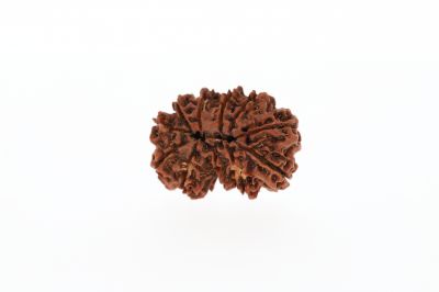 Natural Gaurishankar Rudraksha-3.91 Grams Weight-Origin-Nepal