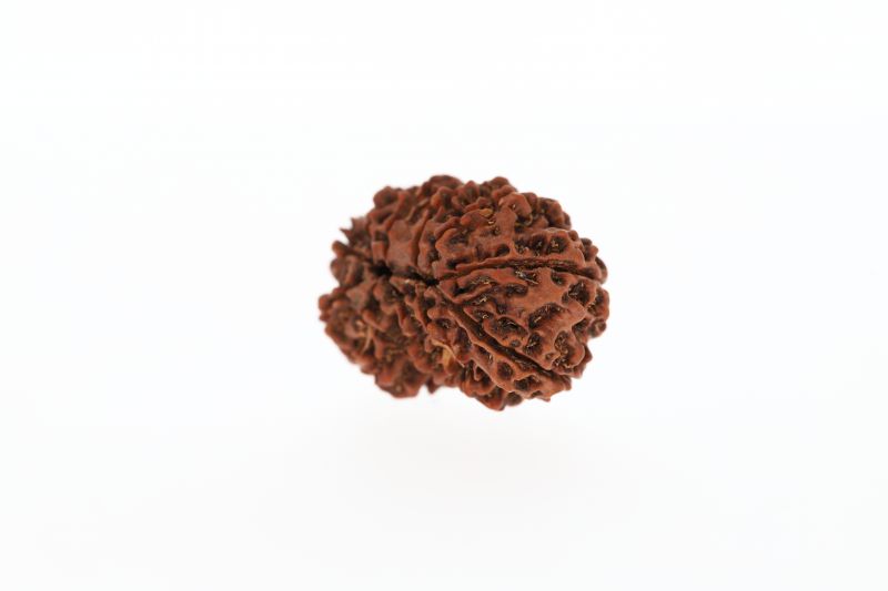Natural Gaurishankar Rudraksha-3.91 Grams Weight-Origin-Nepal