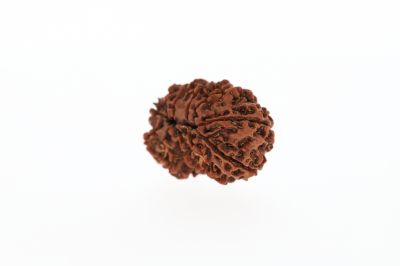 Natural Gaurishankar Rudraksha-3.91 Grams Weight-Origin-Nepal