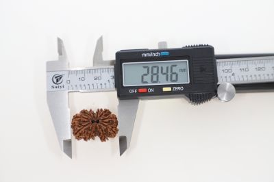 Natural Gaurishankar Rudraksha-3.91 Grams Weight-Origin-Nepal