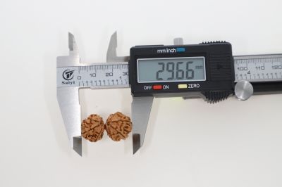 Natural GauriShankar-3.34 Grams Weight-Origin-Nepal