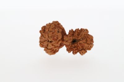 Natural Gauri Shankar-3.87 Grams Weight-Origin-Nepal