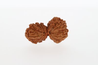 Natural Gauri Shankar-3.87 Grams Weight-Origin-Nepal