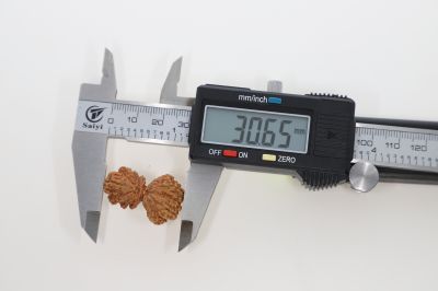 Natural Gauri Shankar-3.87 Grams Weight-Origin-Nepal