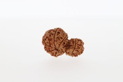 Gaurishankar rudraksha-3.28 Grams Weight-Origin-Nepal