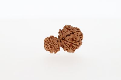 Gaurishankar rudraksha-3.28 Grams Weight-Origin-Nepal