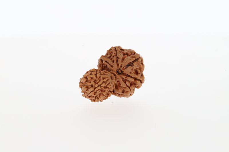 Gaurishankar rudraksha-3.28 Grams Weight-Origin-Nepal