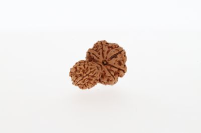 Gaurishankar rudraksha-3.28 Grams Weight-Origin-Nepal