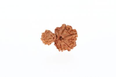 Original Gauri Shankar-3.48 Gram Weigh -Origin-Nepal