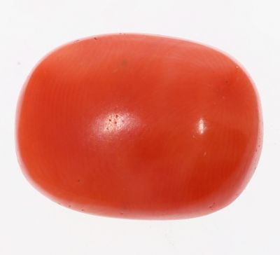 61785 Natural Red Coral ( Munga) - 12.50 Carat Weight - Origin Italy
