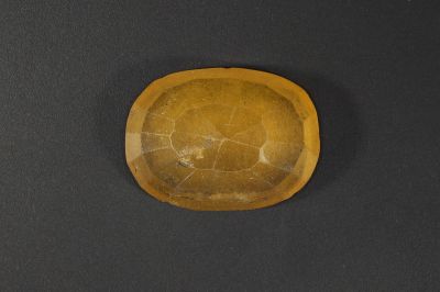 692010_Original Hessonite Garnet (Gomed) _ 6.50  Carat Weight  Origin Sri Lanka