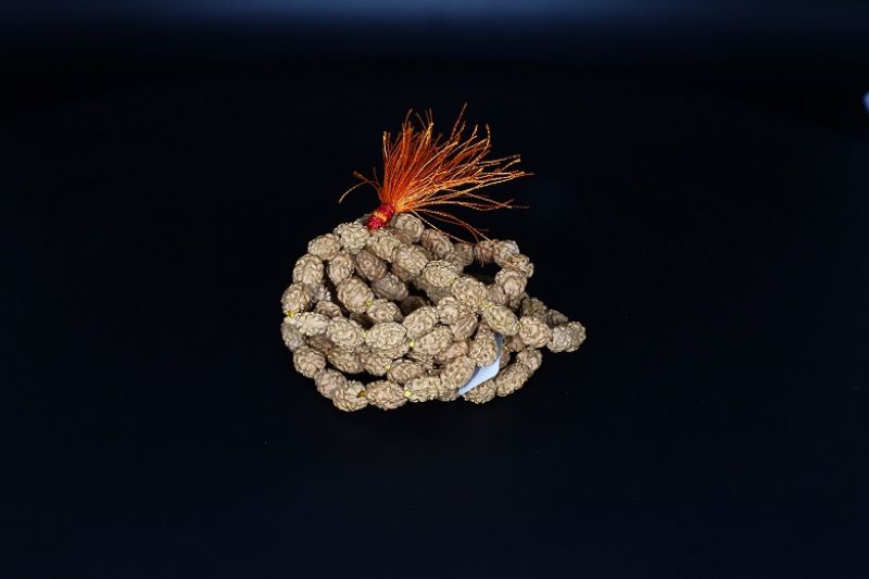 Rudraksha Mala 2 Mukhi (Indonesia)