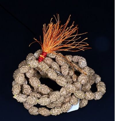 Rudraksha Mala 2 Mukhi (Indonesia)