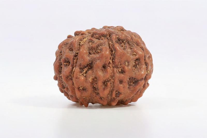 Natural 7 Mukhi Rudraksha - 2.50 Gram Weight - Origin - Nepal