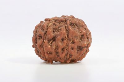 Natural 7 Mukhi Rudraksha - 2.50 Gram Weight - Origin - Nepal