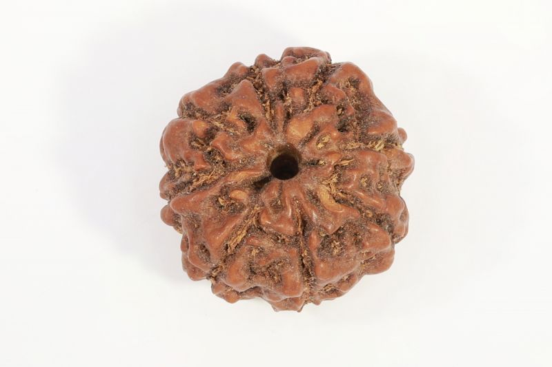 Natural 7 Mukhi Rudraksha - 2.50 Gram Weight - Origin - Nepal