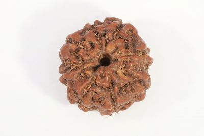 Natural 7 Mukhi Rudraksha - 2.50 Gram Weight - Origin - Nepal