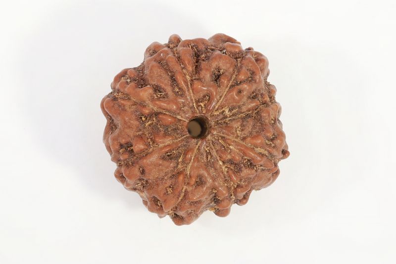 Natural 7 Mukhi Rudraksha - 2.50 Gram Weight - Origin - Nepal
