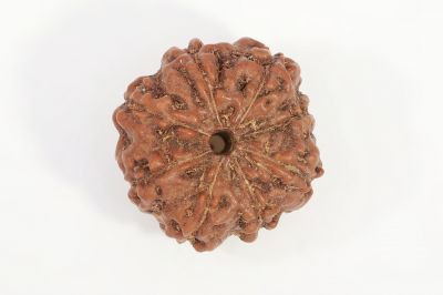 Natural 7 Mukhi Rudraksha - 2.50 Gram Weight - Origin - Nepal