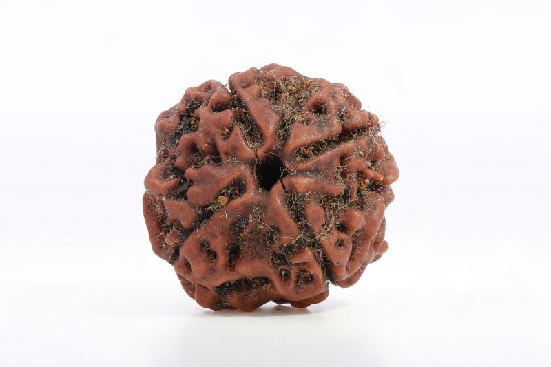 Rudraksh 4 Mukhi Brown - 20 Carat Weight - Origin - Nepal