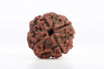 Rudraksh 4 Mukhi Brown - 20 Carat Weight - Origin - Nepal