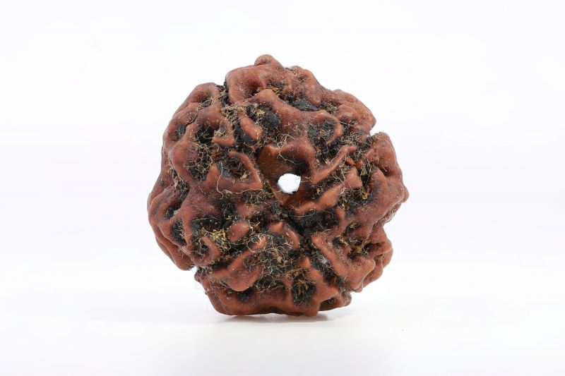 Rudraksh 4 Mukhi Brown - 20 Carat Weight - Origin - Nepal