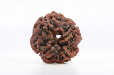 Rudraksh 4 Mukhi Brown - 20 Carat Weight - Origin - Nepal