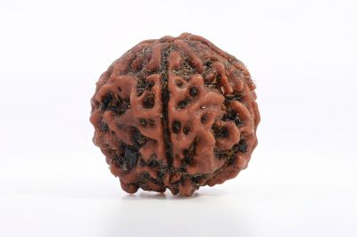 Rudraksh 4 Mukhi Brown - 20 Carat Weight - Origin - Nepal