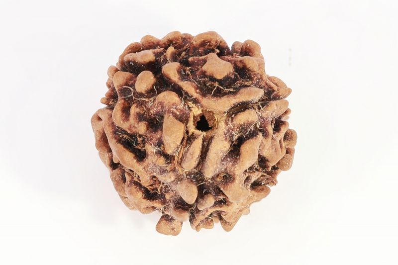 Rudraksha 3 Mukhi Brown - 10 Carat Weight - Origin - India