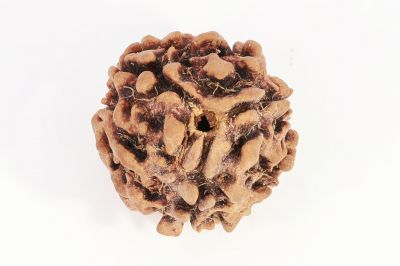 Rudraksha 3 Mukhi Brown - 10 Carat Weight - Origin - India