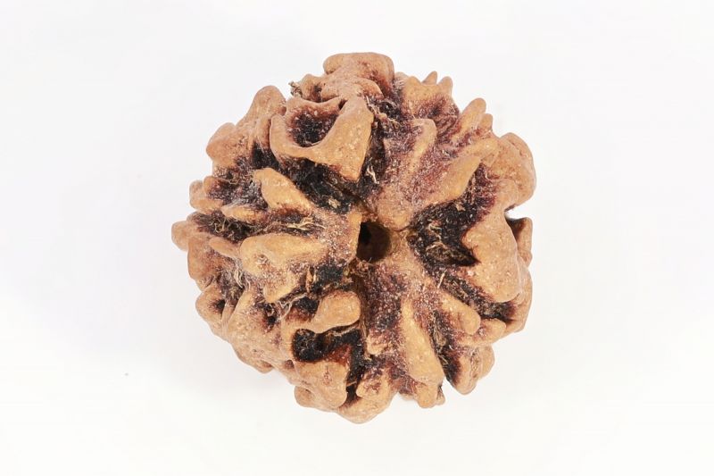 Rudraksha 3 Mukhi Brown - 10 Carat Weight - Origin - India
