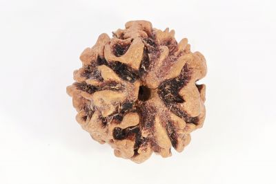 Rudraksha 3 Mukhi Brown - 10 Carat Weight - Origin - India