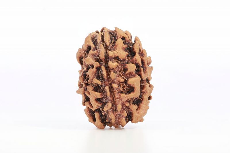 Rudraksha 3 Mukhi Brown - 10 Carat Weight - Origin - India