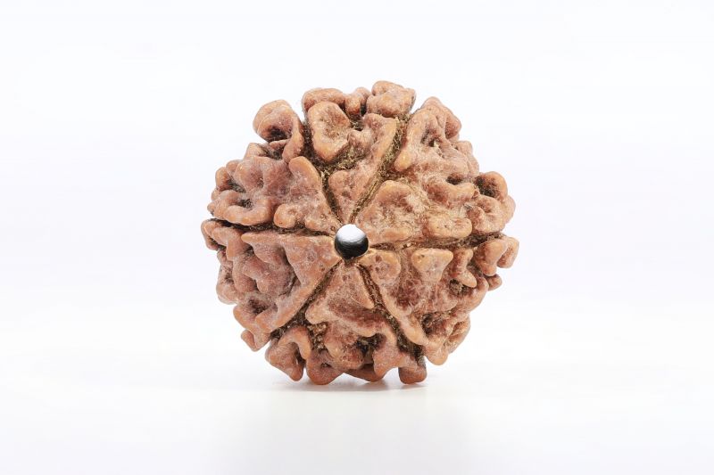 Natural 6 Mukhi Rudraksha Shanka  17.00X17.96 MM Weight - Origin - Nepal