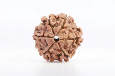 Natural 6 Mukhi Rudraksha Shanka  17.00X17.96 MM Weight - Origin - Nepal