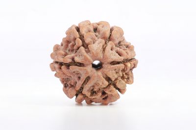 Natural 6 Mukhi Rudraksha Shanka  17.00X17.96 MM Weight - Origin - Nepal