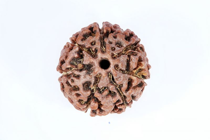 Natural 7 Mukhi Rudraksha - 2.25 Gram Weight - Origin - Nepal