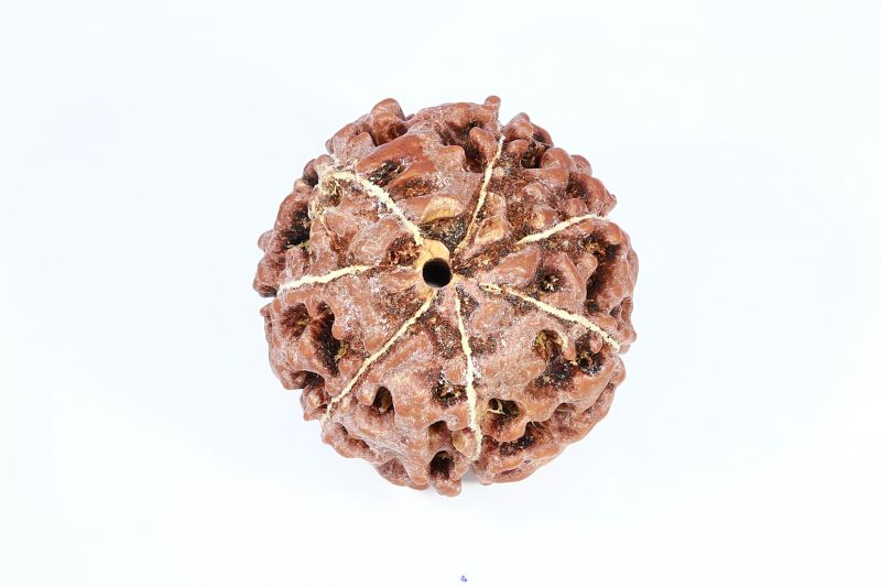 Natural 7 Mukhi Rudraksha - 20 Gram Weight - Origin - Nepal