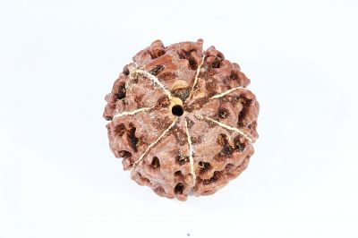 Natural 7 Mukhi Rudraksha - 2.25 Gram Weight - Origin - Nepal